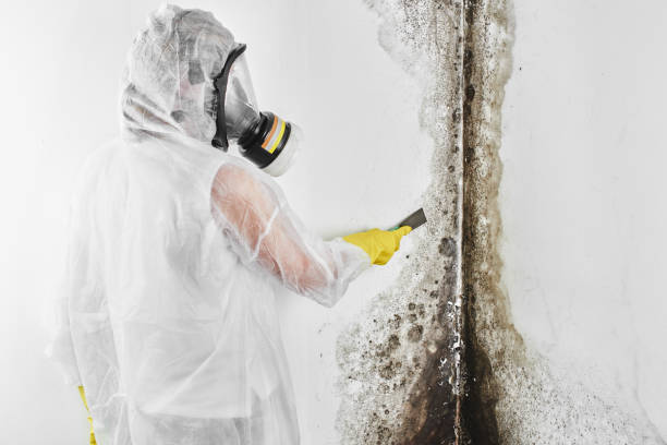 Nashwauk, MN Mold Remediation Company