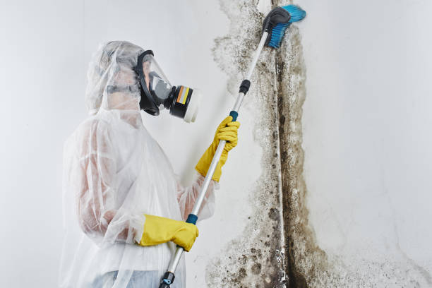 Best Basement Mold Remediation in Nashwauk, MN