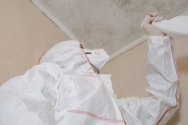 Best Residential Mold Remediation in Nashwauk, MN