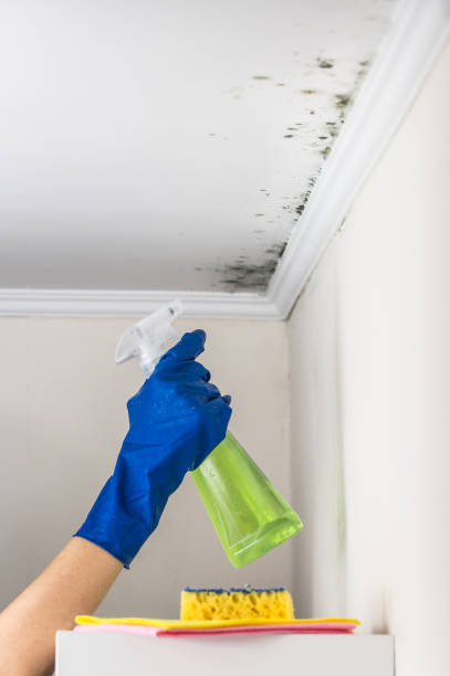 Best Commercial Mold Remediation in Nashwauk, MN