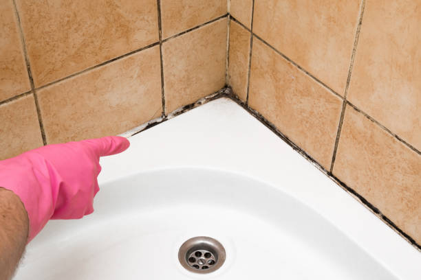 Best Health and Safety Mold Remediation in Nashwauk, MN